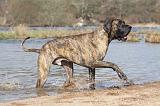 DOGUE ALLEMAND 193